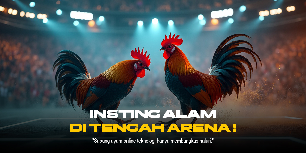 Mengenal Jenis Ayam Aduan dalam Sabung Ayam SV388