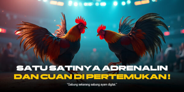Memahami Sabung Ayam: Sejarah, Aturan, dan Kontroversi